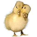 Yellow Two-Headed Duckling Taxidermy, Gothic Style, Faux & PVC Craft, Solid Wood Base for Decorative Home Accent