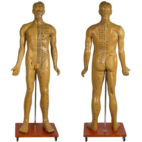 HCLYXOZ Muñeca de acupuntura de tamaño Natural 5.8 pies / 178 cm Modelo de Punto de acupuntura Humano con Instrucciones de acupuntura en inglés y Base de polea Adecuada