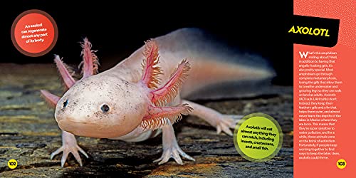 Cutest Animals on the Planet (National Geographic) - Image 2