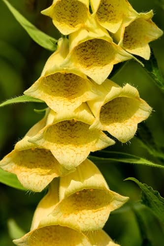 100 Yellow Foxglove Digitalis Grandiflora Sun or Shade Pollinator aka Large or Big-Flowered Foxglove - Flower Seeds