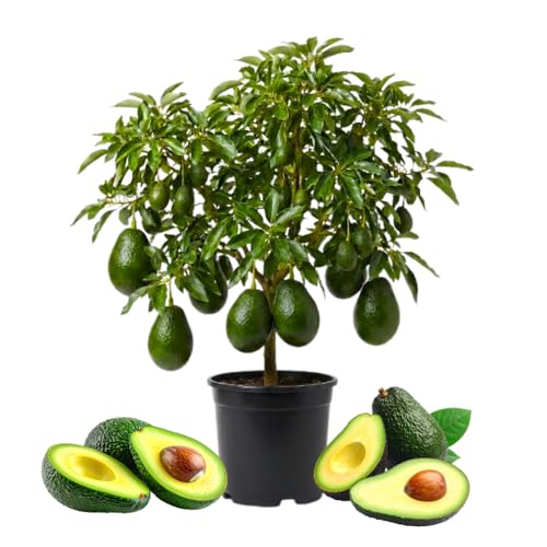 Dwarf Avocado Tree Avocado Tree Live Plant 6-12 Inc Tall Sweet Tropical Fruit Trees for Indoor and Outdoor Planting