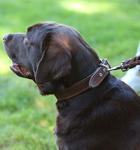 Thick Genuine Leather Dog Collar, Cotton Padded, 1.25" Wide. (Neck Circumf.: 21.5"-25", Brown) #TOP1