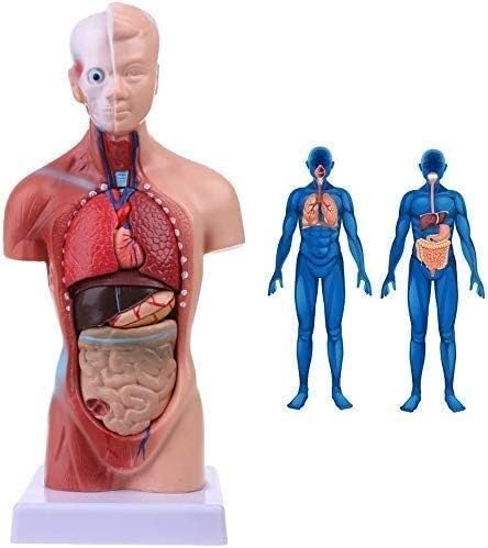 Modèles d'anatomie du torse humain pour expliquer les pathologies aux patients en cabinet