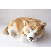 Amazon.co.jp: ニニアンドキノ パーフェクトペット (小サイズ) トイ