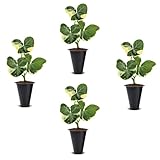 Alocasia Mickey Mouse (4 Pack) Live Plant,Rare Indoor Alocasia, Elephant Ear Houseplant,Unique Mickey Mouse Leaf Shape Plant,Tropical Houseplant Live, Starter Size Alocasia Plant for Indoor Home Decor