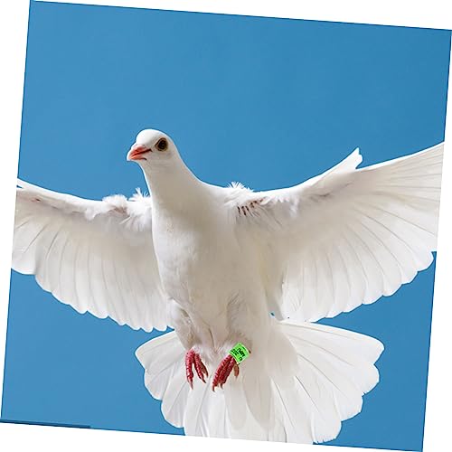 WOONEKY 100 Pçs Pombo Tornozeleira 2023 Bandas De Perna De Pombo Pequenos Anéis De Pássaro Anel De P
