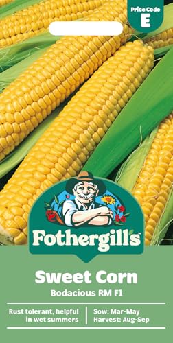 Fothergills Sweet Corn Bodacious RM F1 Vegetable Seeds 25 Seeds Sow: Mar-May Yellow