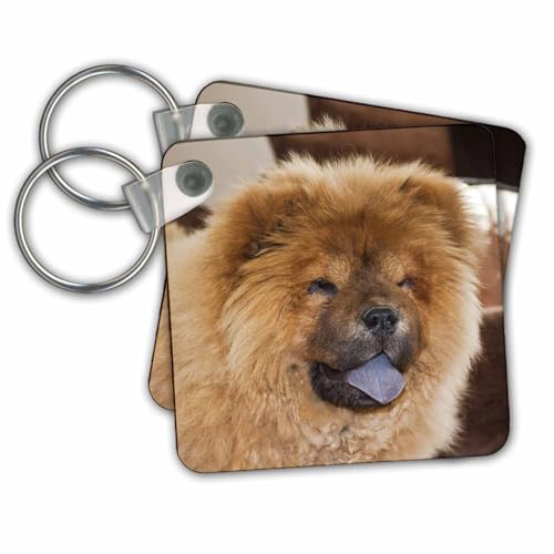 3dRose Key Chains A Chow Chow puppy dog with tan background - NA0...
