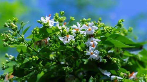 Image of All Time 12 months flowering Harsingar flower plant,Parijat /Baromasi flowering | Harsingar live Plant | Night Flowering Jasmine | Night Queen Highly Fragrant Plant (HARSINGAR FLOWER PLANT)