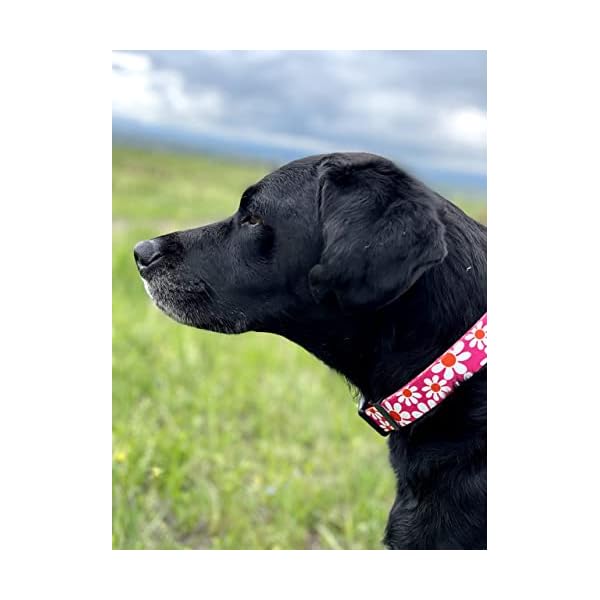 Native-Pup-Flower-Dog-Collar-Adjustable-Small-Medium-Large-Cute-Girl-Female-Summer-Spring-Pretty-Designer-Puppy-Essentials-Accessories-Pink-Floral-Blue-Daisy-Rose-Medium-Pink-Daisy Native Pup Flower Dog Collar: The Perfect Accessory for Your Pooch
