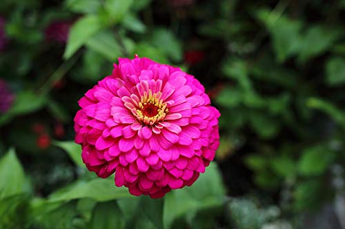 Zinnia