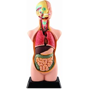 人体模型 50cm 上半身