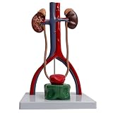 ATJSXWIN 1: 1 Modell des menschlichen Harnsystems, anatomisches Modell der Niere, bewegliche Blase, Prostata Modell