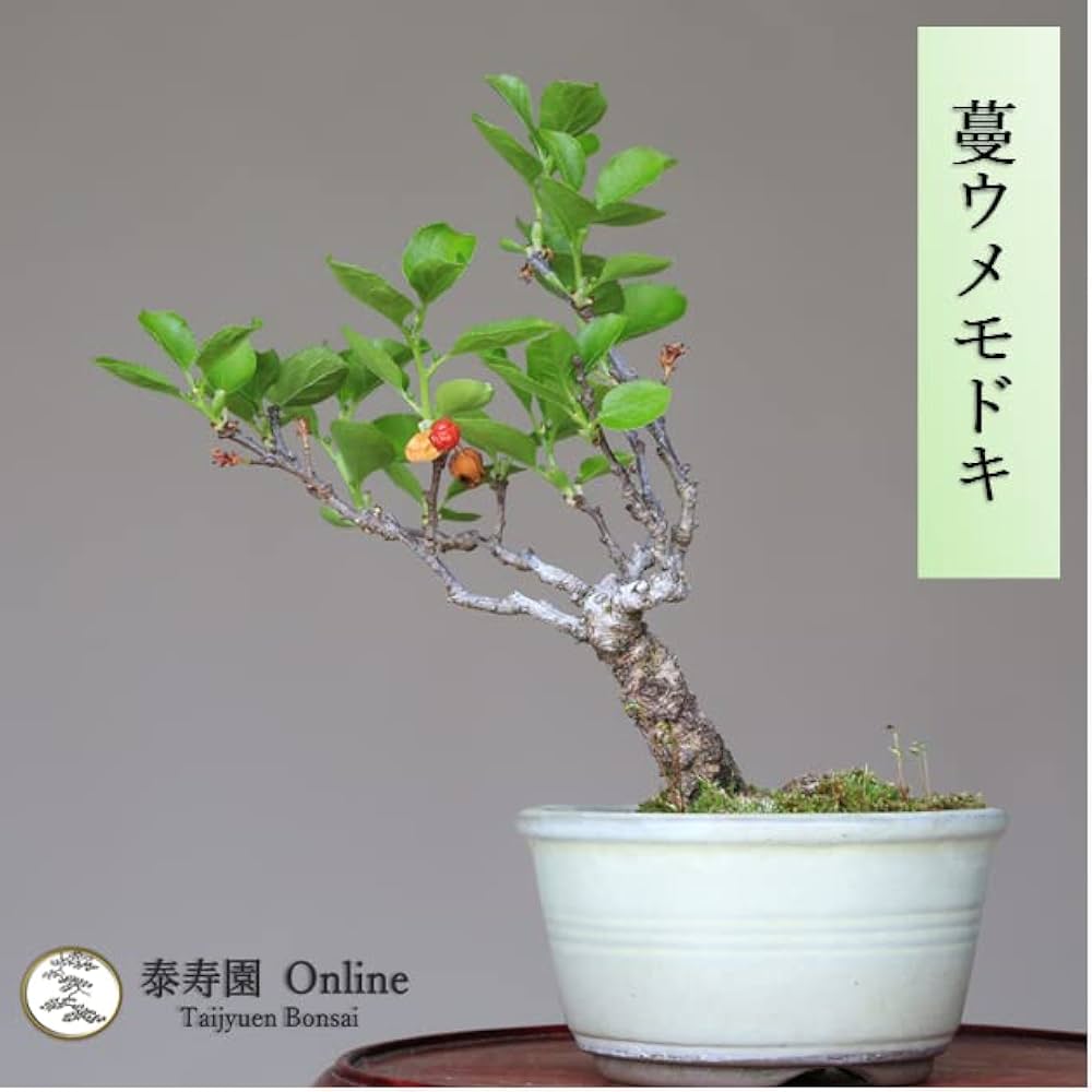 蔓梅擬（ツルウメモドキ）盆栽 SS003 蔓梅擬（ツルウメモドキ）盆栽 SS003