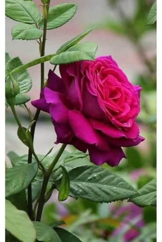 Image of live plants (RED ROSE)