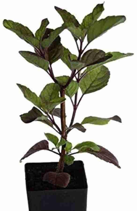 Shyama Tulsi || Krishna Tulsi || airpurifying plant ||good luck live plant || with pot (3.5)|| (B0CNS2PQDY) Amazon Price History, Amazon Price Tracker
