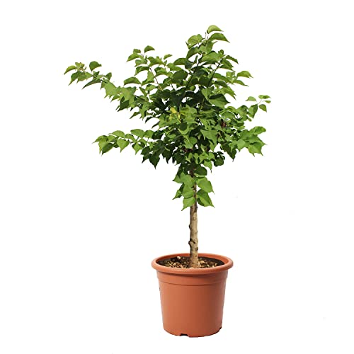 KENTIS - Abricotier - Vraies Plantes d'Extérieur - Arbre Fruitier de Jardin d'Ornement - Abricotier Nain Pot de Culture Ø 24 cm