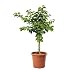 KENTIS - Abricotier - Vraies Plantes d'Extérieur - Arbre Fruitier de Jardin d'Ornement - Abricotier Nain Pot de Culture Ø 24 cm