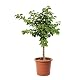 Aprikosenbaum Kentis Zwerg – Aprikosenpflanzen für den Garten