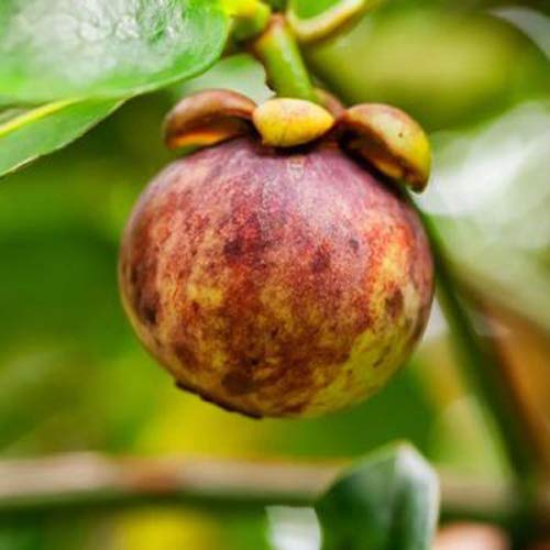 Plants Point Purple Mangosteen Queen of The Fruits Plant -1 Live Plant (2.5+ ft) (B07JGWNGK4) Amazon Price History, Amazon Price Tracker