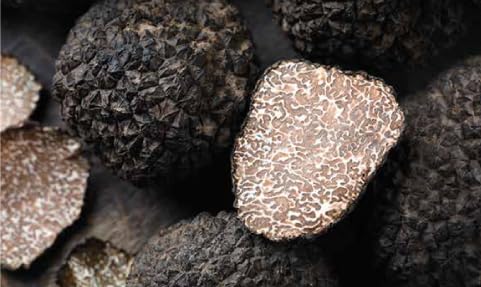 Image of GIULIANO TARTUFI Whole Summer Truffle - 25 GMS | Vegan Friendly, Imported from Italy | Eat with Pasta, Risotto, Sushi, Fish, Eggs, Nachos and Appetizers