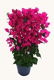 Bougainvillea in Leuchtendem Dunklen Violett, Kübelpflanze, 3-Liter-Topf, am Spalier, Blüte April bis Oktober