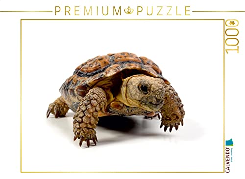 CALVENDO Puzzle Gesägte Flachschildkröte - Homopus signatus 1000 Teile Lege-Größe 64 x 48 cm Foto-Puzzle Bild von Benny Trapp Trapp, Benny