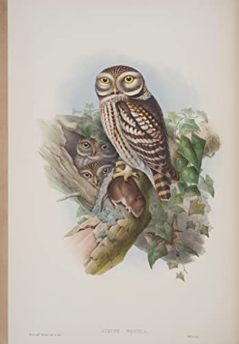 Affiches et gravures oiseau Athene Noctua pour une décoration salon nature