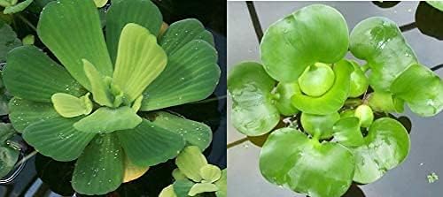 2 Water Lettuce + 2 Water Hyacinth Bundle - Floating Live Pond Plants for Outdoor Water Gardens