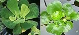 2 Water Lettuce + 2 Water Hyacinth Bundle - Floating Live Pond Plants