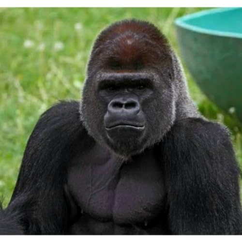 Humpday #2 Continued