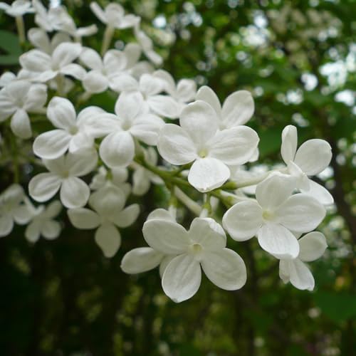 Aceite esencial de Clavo en flor 5ml miniatura 2