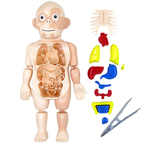 Faruxue Kits de brinquedo de anatomia do corpo humano, kits de aprendizagem de ciências para estudan