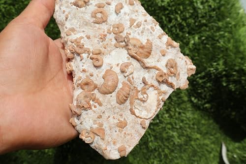 Image of Ammonites & Gastropods Plate Cretaceous Fossils Fossils from Morocco Fossil Rock ammonites Fossil from Morocco A209