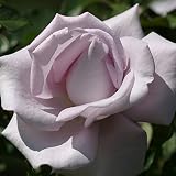Heirloom Grandiflora Roses, Live Own Root Plant, Lagerfeld