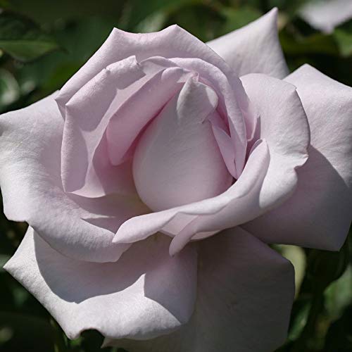 Heirloom Grandiflora Roses, Live Own Root Plant for Outdoor Garden,