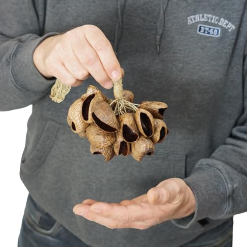 Gmp SHAK-14 Pangi Seed Shell Shaker/Nutshell Percussion Sound Effect thumb #4