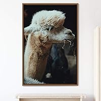 Framed Canvas Wall Art Llama Animals Camels Expressive Farmhouse/Country Living Room Multicolor Photography - 16x24 inches