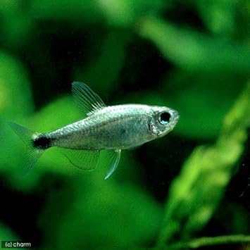 Amazon 熱帯魚 プラチナ テトラオーロ ワイルド １匹 北海道 九州航空便要保温 Charm チャーム 観賞魚 水中生物 通販