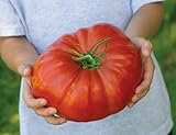 POMODORO GIGANTE - FRUTTI DI PESO OLTRE 3 KG, 25 SEMI "" semi freschi