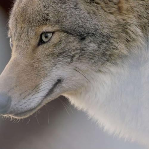 Coywolf