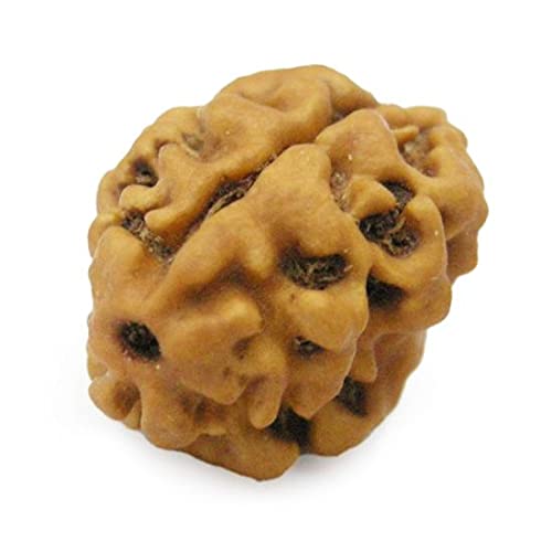 GemSapphire 2 Mukhi Rudraksha Blessed by Lord Shiva Do Mukhi Rudrakcha Oval Shape Two Faced Rudraksha Himalaya Beads दो मुखी रुद्राक्ष नेपाल बीड by Lab Certified 2 मुखी रुद्राक्ष ओरिजिनल लैब सर्टिफाइड