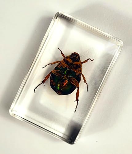 Image of 44mm Real Shiny Christmas Beetle in Crystal Clear Lucite Resin Specimen Preserved Animal Insect Bug Taxidermy Collection for Biology Science Education & Desk Ornament Display