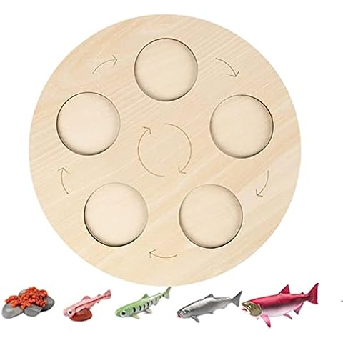 Juguete Educativo de Ciclo de Vida Montessori Colcolo Cover