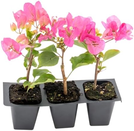 3 Texas Sunrise Bougainvillea, Live Plants – Thriving in 2.5” Nursery Cubes – Brilliant Peach-Pink Blooms, Versatile as a Vine, Shrub, or Patio Plant