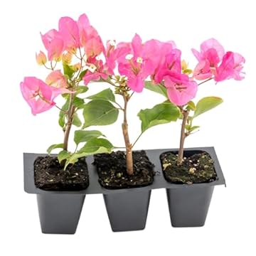 best outdoor plants for texas heat