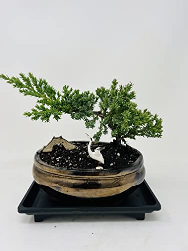 Juniper Bonsai Tree In Gold Reflection Vase Symbols Of Harmony And Peace/ Live Plants #TOP27
