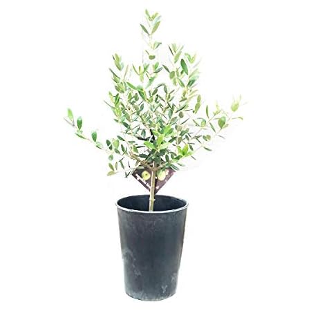 Amazon Co Jp オリーブの木 鉢植え 観葉植物 本物 Souju 創樹 マーブル鉢カバー付き ガーデニング インテリア ミニ 卓上 Diy 工具 ガーデン
