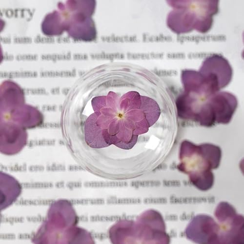 30 flores secas prensadas para manualidades DIY miniatura 5