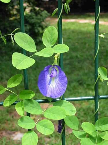 Image of BLUE APRAJITA LIVE BUTTERFLY PEA FLOWER LIVE PLANT, APRAJITA PLANT WITH POT, INDOOR OUTDOOR GARDEN GROWING PLANT, PACK OF 1 WITH BLACK POT